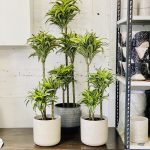 Dracaena frag. ‘Surprise’