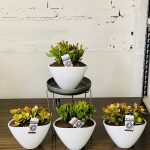 Compo Succulent 0934