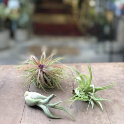 Tillandsia (Air Plant)