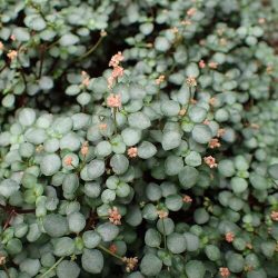 Pilea gl. Greyzy