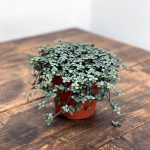 Pilea gl. Greyzy