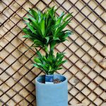 Dracaena Frag. Compacta 30/10