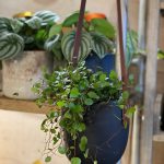 Muehlenbeckia comp. ‘Maori’ moments