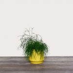 Rhipsalis Cassutha – Mistletoe cactus