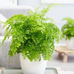 Adiantum Raddianum Fragrans (Maidenhair Fern)