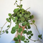Peperomia tetraphylla ‘Hope’ – Peperomia Hope