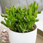 Crassula Ovata (Jade Plant)