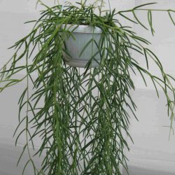 Wax Plant (Hoya Linearis)