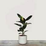 Ficus Elastica Melany 3 Stem (Rubber Plant)