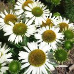 Echinacea Sunseekers White