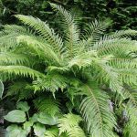 Polystichum Setiferum