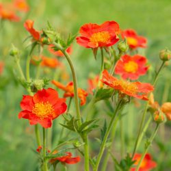 Geum Koi (in Hairy Pot)