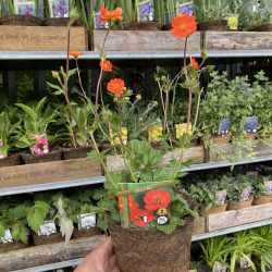 Geum Koi (in Hairy Pot)