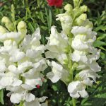 Antirrhinum White