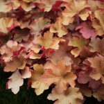 Heuchera Caramel