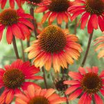 Echinacea Sunseekers Orange