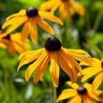 Rudbeckia Goldsturm