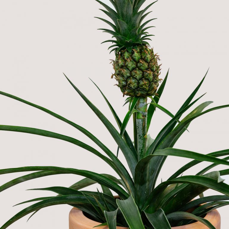 Ananas 'Corona' (Pineapple Plant) - The Nunhead Gardener