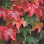 Parthenocissus tri. Veitchii