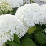 Hydrangea Arborescens Anabelle Extra