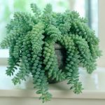 Sedum Burrito