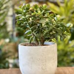 Crassula Ovator Minor (Money Plant)