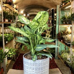 Dieffenbachia