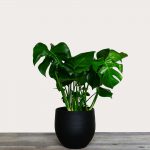 Monstera deliciosa – Swiss Cheese Plant