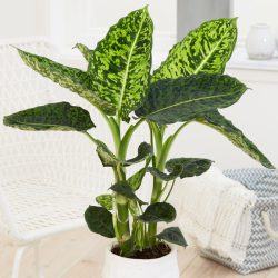 Dieffenbachia