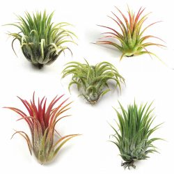 Tillandsia (Air Plant)