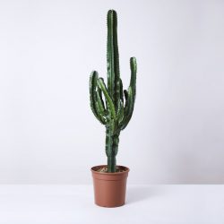 Euphorbia Erytrea (Desert Cactus)