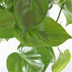 Philodendron scandens – Sweetheart Plant