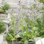 Wildflower – Borage