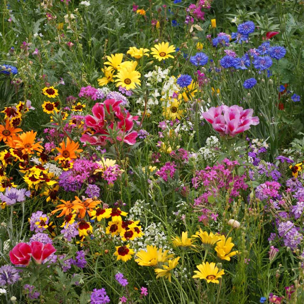 Gift Box - Wild Flower Seed Collection - The Nunhead Gardener