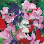 Gift Box Heritage Sweet Pea Collection