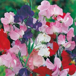 Gift Box  – Heritage Sweet Pea Collection