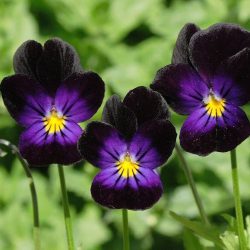 Violets – Bowles Black