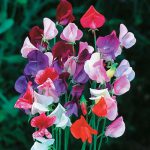 Sweet Peas – Mixed Heirloom Selection
