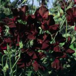 Sweet Peas – Blacknight