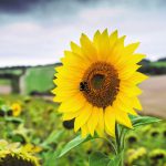 Sunflower – Giant Yellow Single