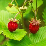 Strawberry – Wild