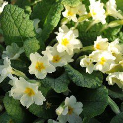 Primrose – Wild