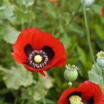 Poppies – Opium Mixture