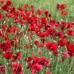 Poppies – Lady Bird