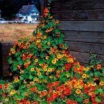 Nasturtiums – Tall Climbing Mixture