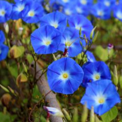 Morning Glory – Heavenly Blue