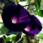 Morning Glory – Black Night