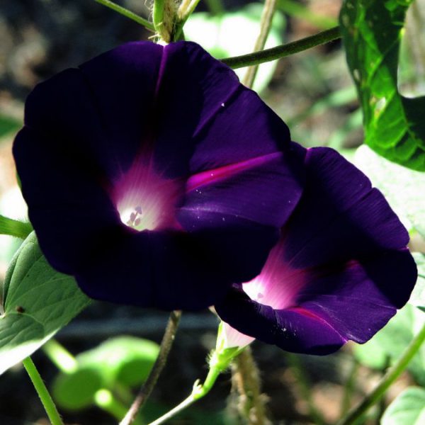 Morning Glory - Black Night - The Nunhead Gardener