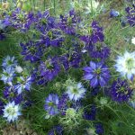 Love in a Mist – Blue