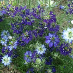 Love in a Mist – Blue